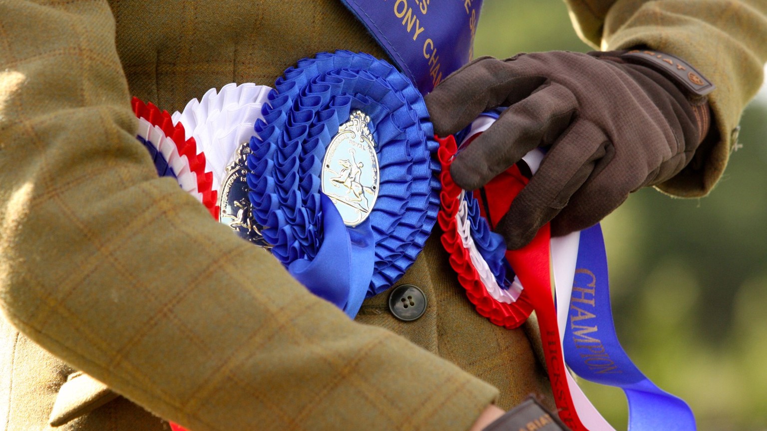 Rosettes won at the RIHS 2014 (c) Samantha Lamb (Large).JPG